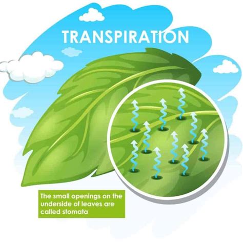 ¿Qué es la transpiración en las plantas? – Mis Plantas