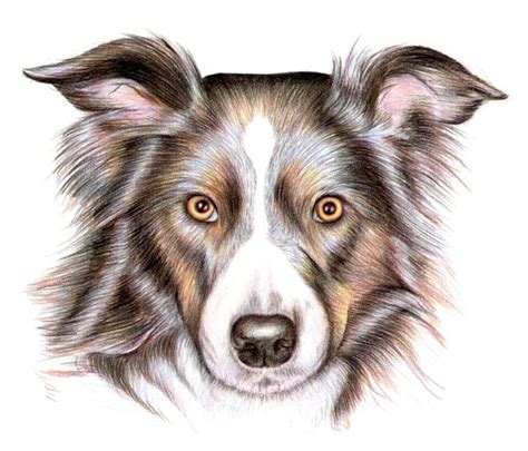 How to Draw a Dog with Color Pencils