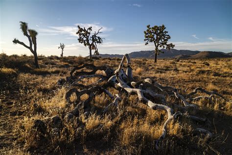 The Joshua Tree Desert And The War on Glamping - LAmag