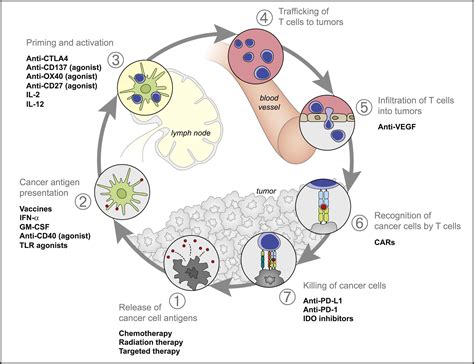 Oncology Meets Immunology: The Cancer-Immunity Cycle: Immunity