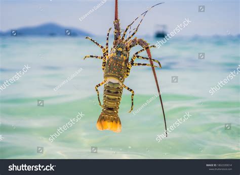 Lobster Hands Diver Spiny Lobster Inhabits Stock Photo 1802339014 | Shutterstock