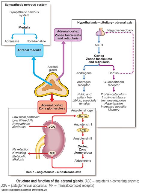 What hormone does adrenal gland produce - retfact