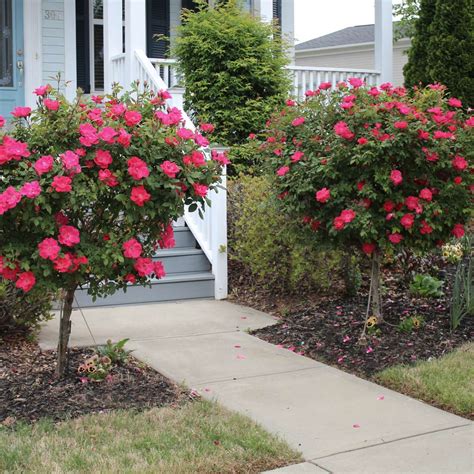 Red Knock Out Rose Trees for Sale | BrighterBlooms.com