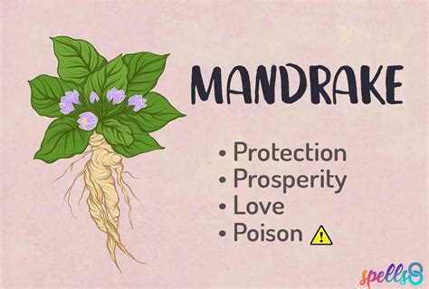 Mandrake Witchcraft Properties: Prosperity, Protection & Poison – Spells8