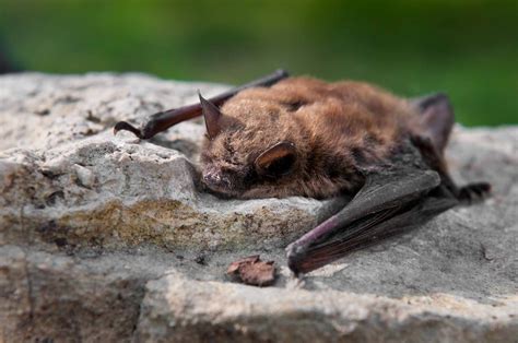 Bat - The Canadian Encyclopedia | National geographic kids, North american beaver, Animals