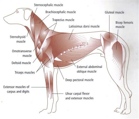 anatomy+of+the+thigh+and+hip | Pictured above shows the dog muscle anatomy of the canine. As ...