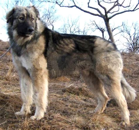 Carpathian Shepherd Dog: Origin, Characteristics, Uses