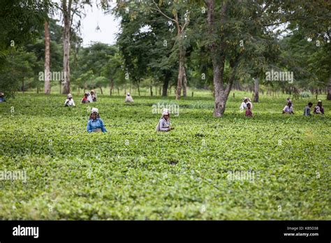 Tea Garden in Dibrugarh, Assam, India, Asia Stock Photo - Alamy