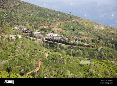 View over tea estate plantation, Haputale, Badulla District, Uva Province, Sri Lanka, Asia Stock ...