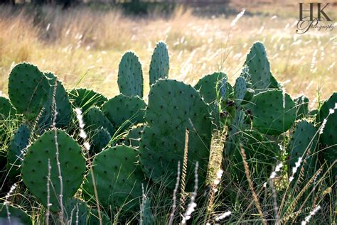 Texas Cactus. | Texas cactus, Cactus, Pictures