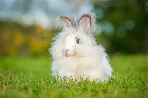 Tout savoir sur le lapin nain angora