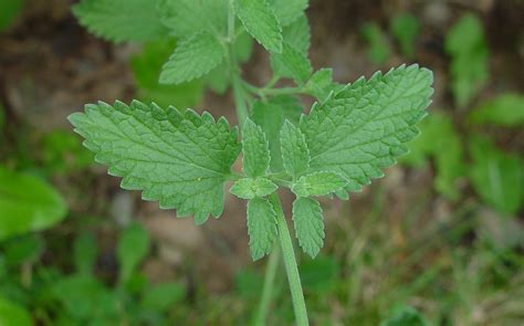 Nepeta cataria (catnip): Go Botany