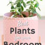 Best Bedroom Plants for Better Sleep - Get Green Be Well