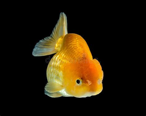 243 Fat Goldfish Stock Photos - Free & Royalty-Free Stock Photos from ...