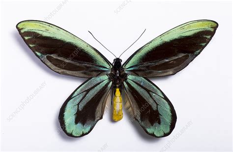 Queen Alexandra's birdwing - Stock Image - C029/6938 - Science Photo ...