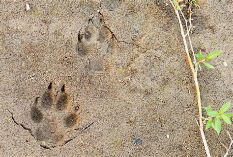 What Do Coyote Tracks Look Like: Identification & Pictures