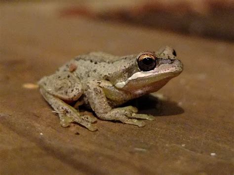 Southern Brown Tree Frog | Tree frogs, Frog, Australian wildlife