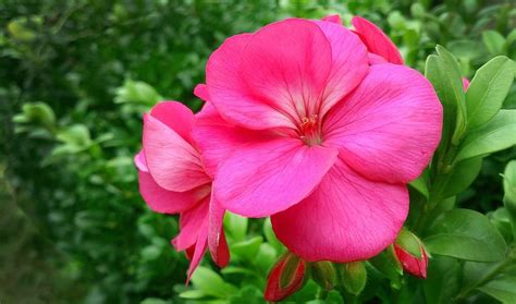 Beautiful Pink Garden Flower Pictures, Photos, and Images for Facebook ...