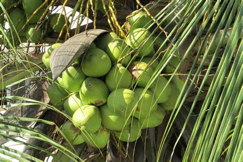 Organic Coconut Farming, Cultivation, And Production | Agri Farming