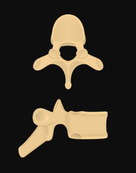 Thoracic Vertebrae Diagram | Quizlet