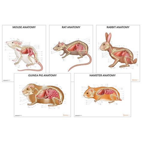 Small Mammal Anatomy 5 Chart Collection | AnatomyStuff