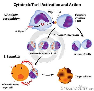 Function Of Cytotoxic T Cell Royalty Free Stock Photos - Image: 21976598