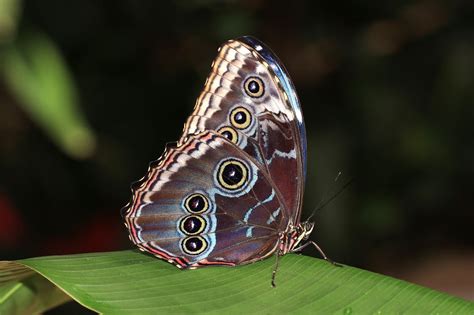 Top 8 Blue Morpho Butterfly Facts - Rainforest Cruises