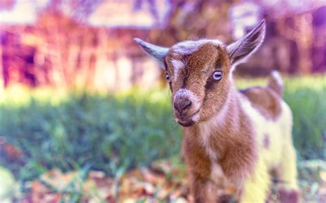 Adorable Goat HD Wallpaper: A Cute Animal Delight