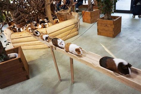 Miniature Bridge Created for Adorable Guinea Pigs' Daily Commute