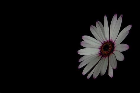 1920x1080px, 1080P free download | Flower, black, flowers, white, HD ...