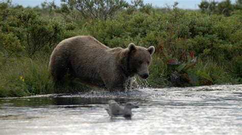 Brown Bears - Alaska Walrus & Wildlife Tours