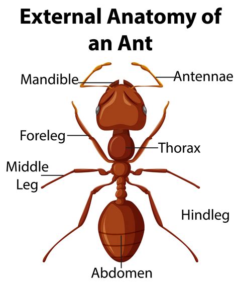 External Anatomy of an Ant on white background 1879088 Vector Art at Vecteezy