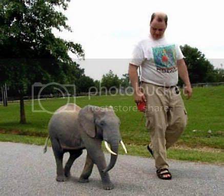 Pygmy Elephant Photo by kenny9530 | Photobucket