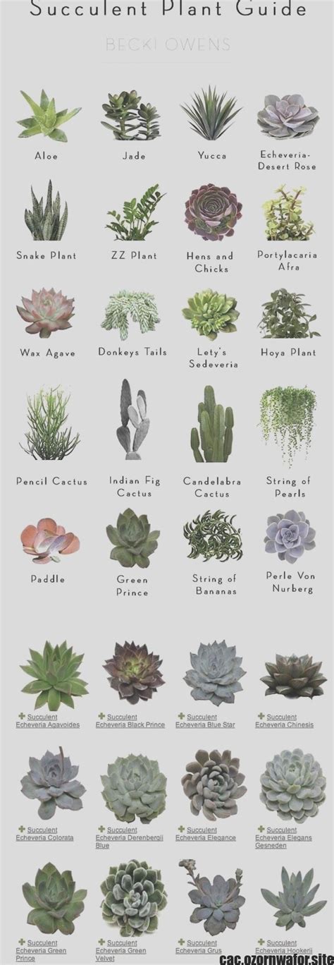 Succulent Plant Names And Pictures