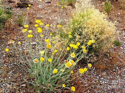 Nevada Desert Flowers Photograph by Ted Pollard