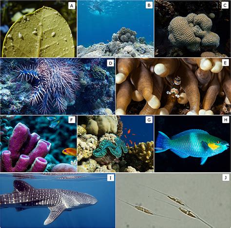 Coral Reef Animals And Plants