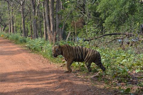 Mighty Males of Indian Forests – Tiger Tales of India