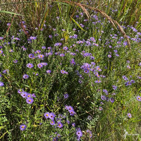 Aster [Symphyotrichum] oblongifolius #2 (Aromatic Aster) - Scioto Gardens Nursery