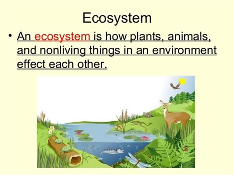 Habitats for plants and animals (1)