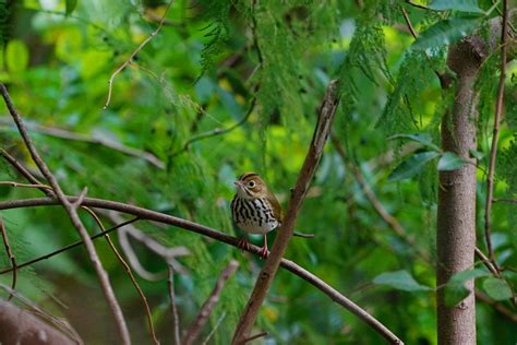 Ovenbird – Audubon