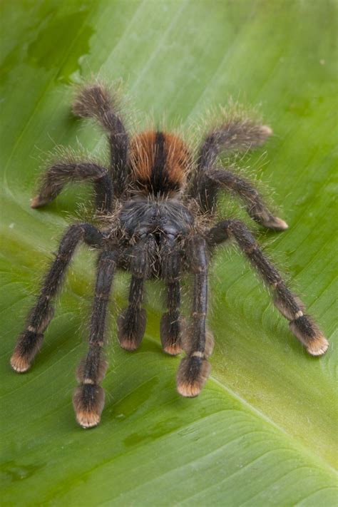 Pink Toe Tarantula Care Sheet Species Guide More Reptiles, 40% OFF