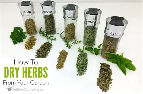 How To Dry Herbs The Right Way (6 Different Methods)