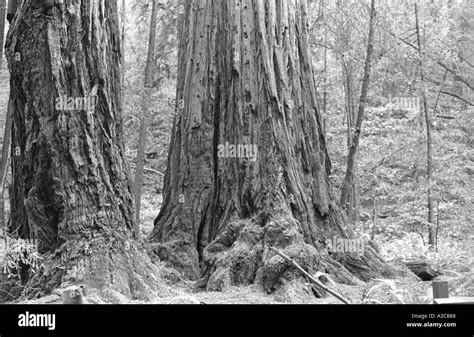 Redwood trees Muir Woods California Stock Photo - Alamy