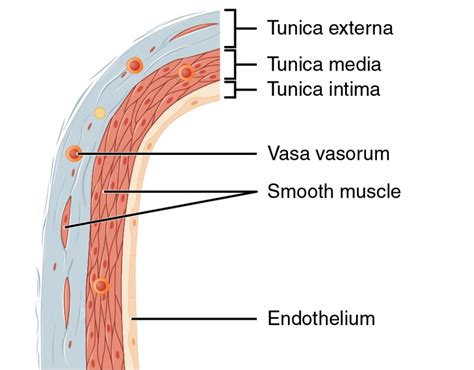 Histology Of Vein