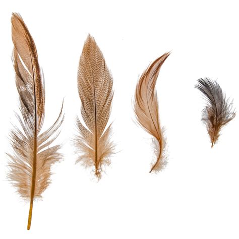 Domestic Goose Feathers | Hobby Lobby | 341867