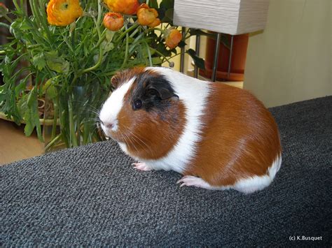 Cute Guinea Pig Wallpaper - WallpaperSafari