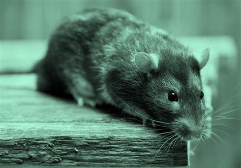 Rat Vs. Mouse: Is There A Difference Between Mice & Rats? | Dictionary.com