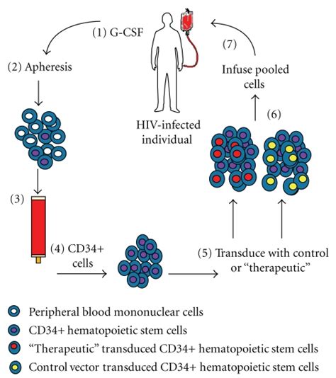 The figure shows the prototypic phase I trial design in which CD34+ HSC... | Download Scientific ...