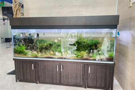 Aquarium 200 Gallon | 8 Mind-Blowing Tips