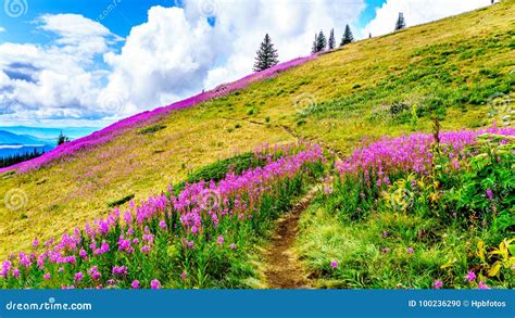 Hiking through Alpine Meadows Covered in Pink Fireweed Wildflowers in the High Alpine Stock ...